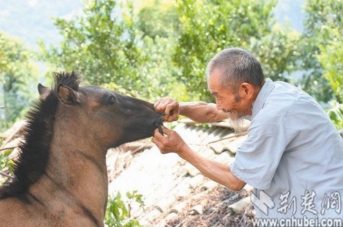 96-year-old in Hubei continues to go horse riding