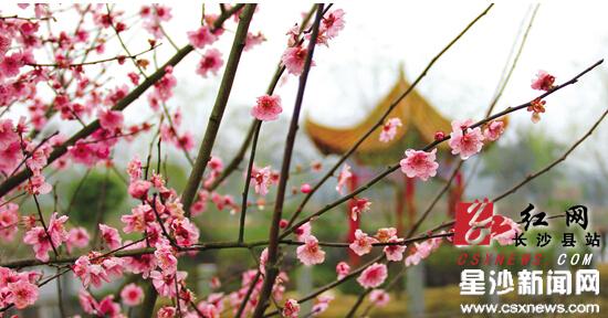 Plum trees in full blossom in Gaoqiao town