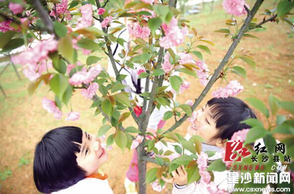 Cherry blossom festival opens in town along Liuyang River