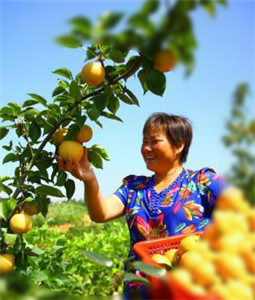 A season of fruit and flowers in Changsha county