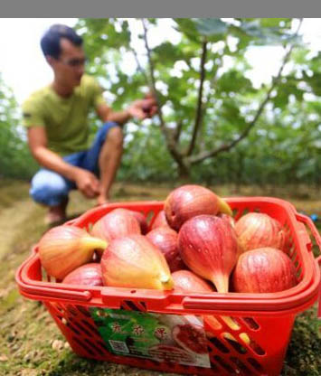 A season of fruit and flowers in Changsha county