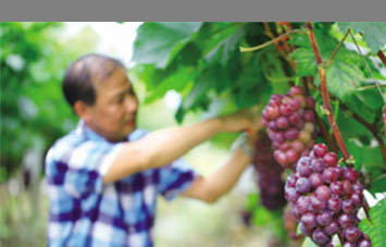 A season of fruit and flowers in Changsha county