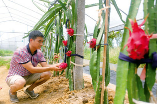 Dragon fruits ripen in Changsha county