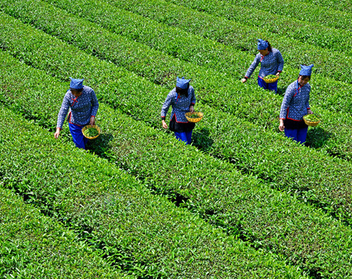Jinjing; the rebirth of a Hunanese tea town