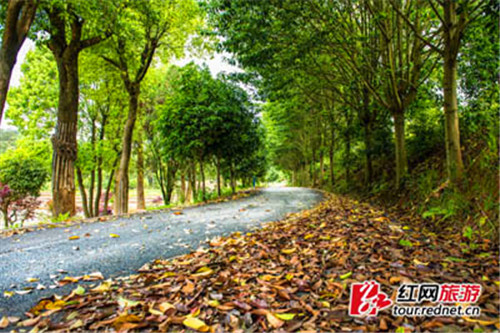 Kaihui town seeks out most beautiful road