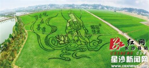 Flying rice field dragon soars in Jiangbei