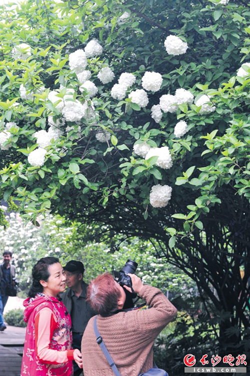 Flower festival heralds Changsha spring
