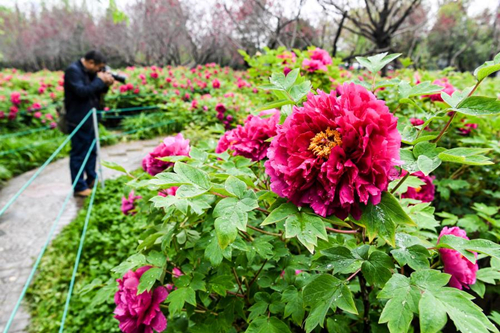 Peonies in Changsha county ready for tourists