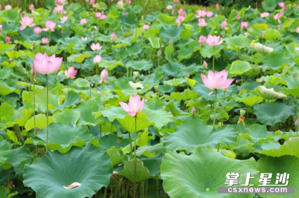Enjoy life at the green lotus pond in Changsha county