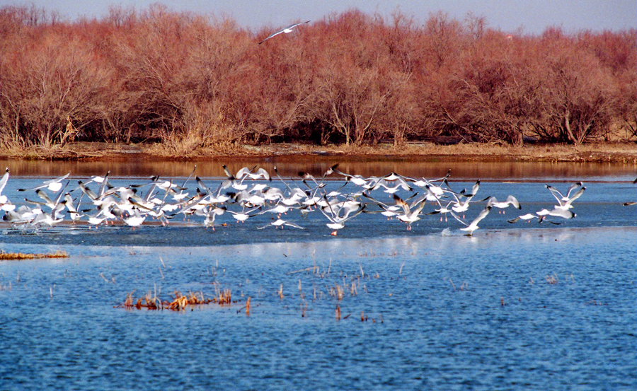 Nanhai Wetland Scenic Area