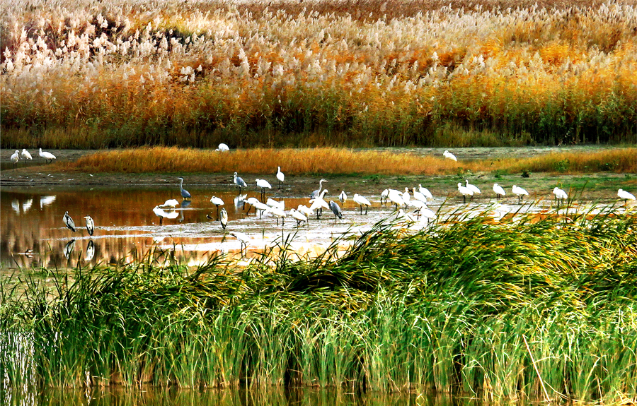 Nanhai Wetland Scenic Area