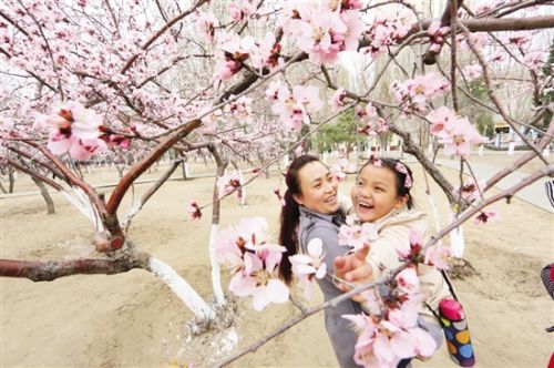 Peach blossoms decorate Baotou