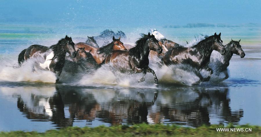 Horses in north China's Inner Mongolia