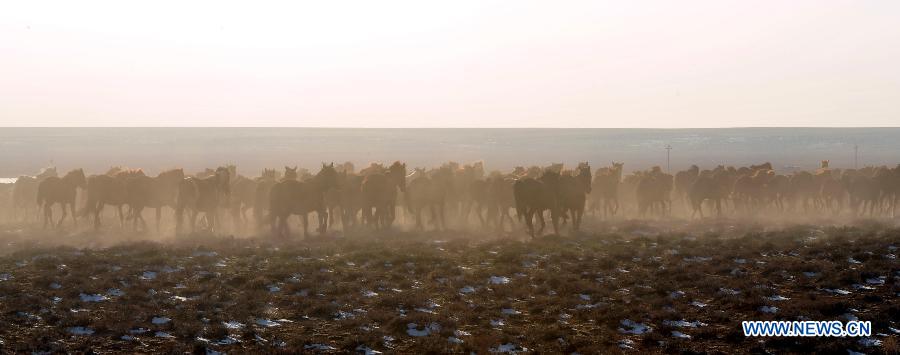 Horses on grassland in N China's Inner Mongolia