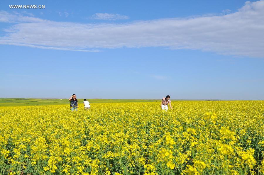 Scenery of rape flowers in Shihahe Town of Bayannur City, N China