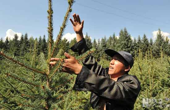Under-forest economy in Arxan