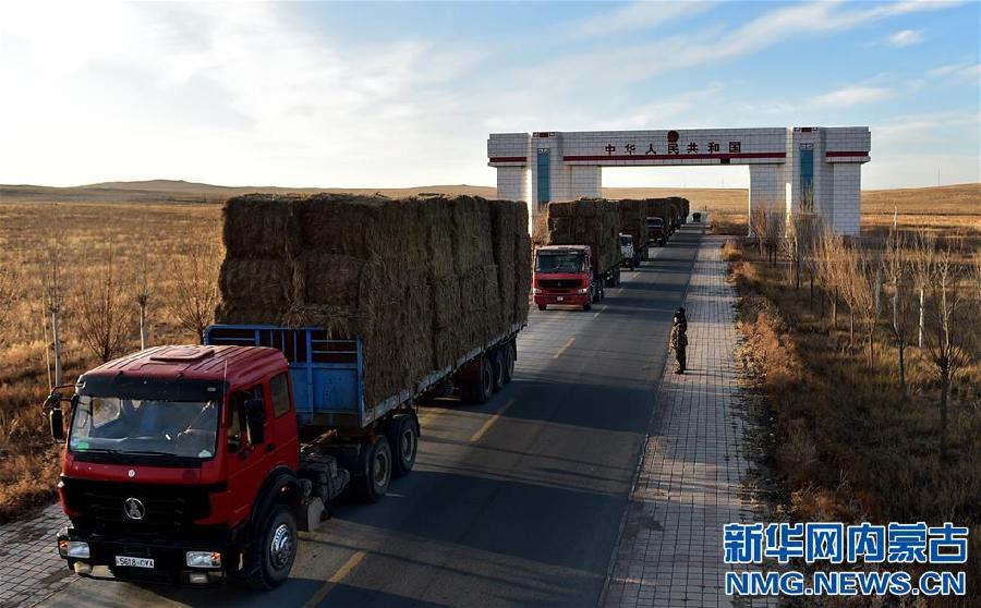 Imported forages arrive in Inner Mongolia