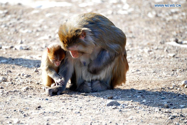 Various monkeys seen in wildlife park of North China