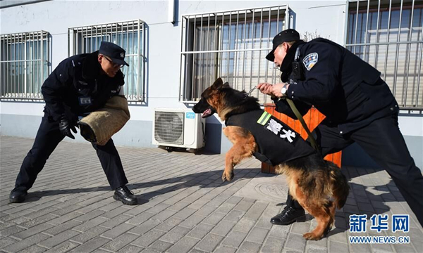 Police dog Princess' first Spring Festival travel rush