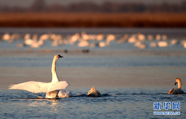 Yellow River in Inner Mongolia has swan visiting