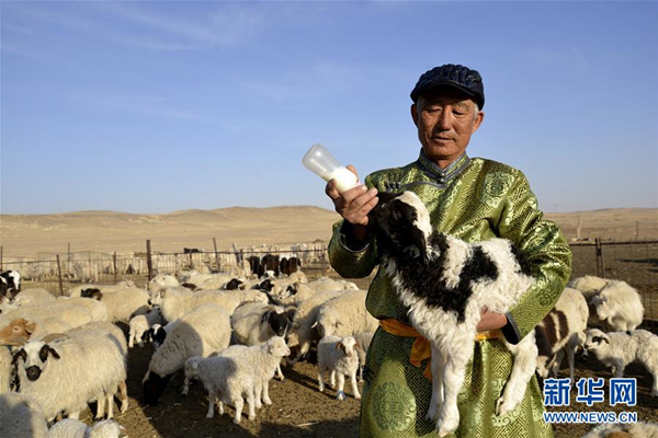 It's lambing season in Inner Mongolia