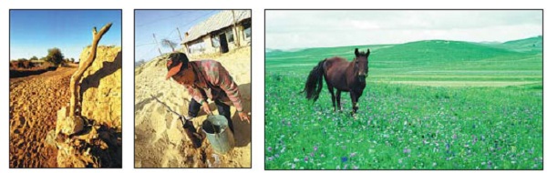 Inner Mongolia to prioritize grasslands conservation