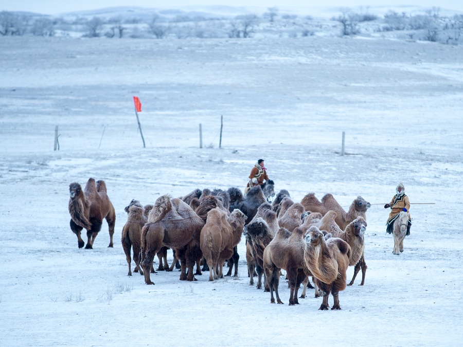 Camels wander snowy grasslands