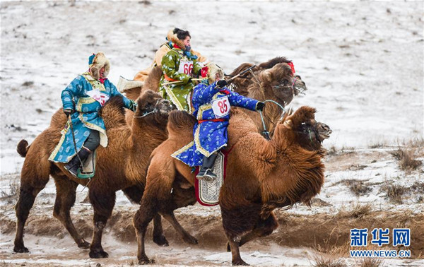 Naadam camel events held in N China