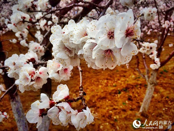 Apricot flowers bloom in Hohhot