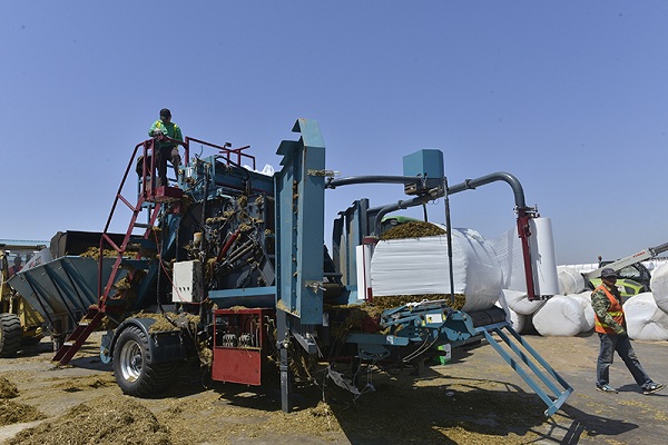 Ar Horqin plants over 700 sq km of grass