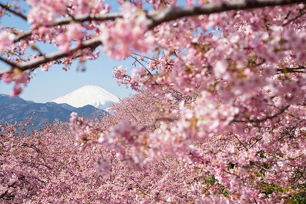Cherry blossoms' evolving meaning