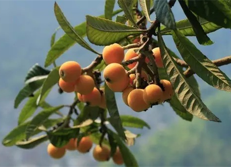 Loquat picking around Kunshan