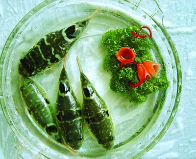 they look like globefish, but are smaller in size.