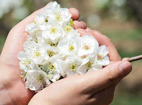 Spring, season of flowers has come