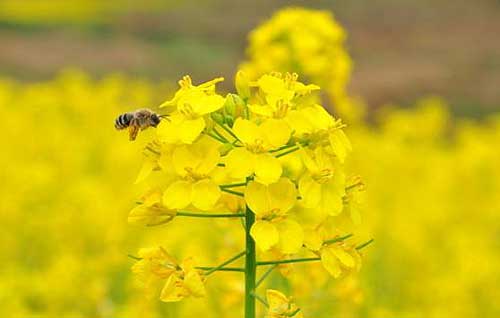Spring, season of flowers has come