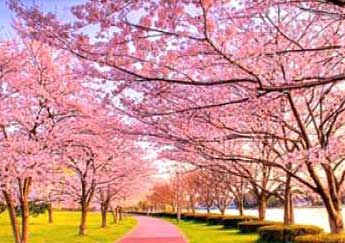 Spring, season of flowers has come