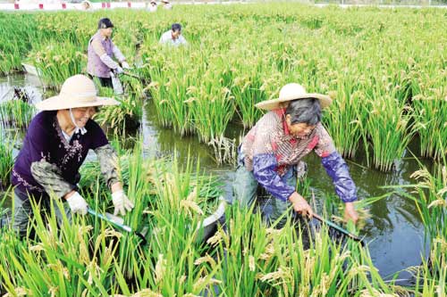 Organic rice from Taicang wins gold medal