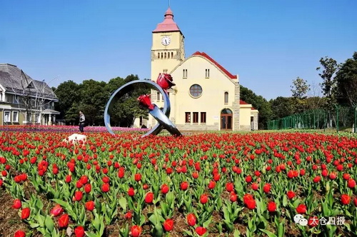 Garden of 100,000 tulips dazzles Taicang