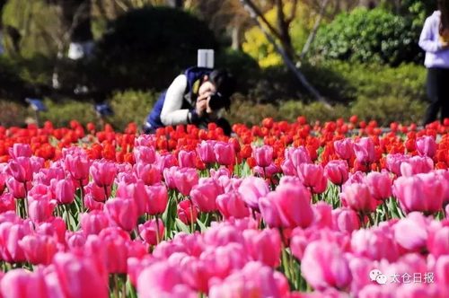 Garden of 100,000 tulips dazzles Taicang