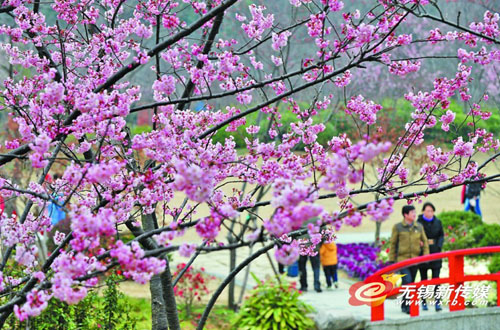 Cherry blossom scents fill Yuantouzhu