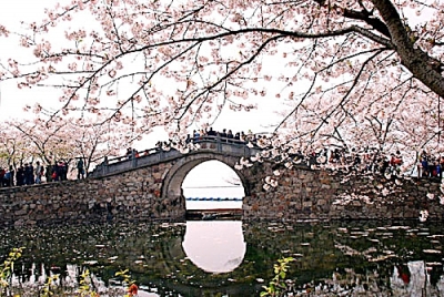 Wuxi puts on extra weekend buses for cherry blossom season