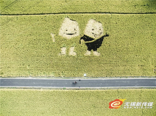 Harvest season in Wuxi