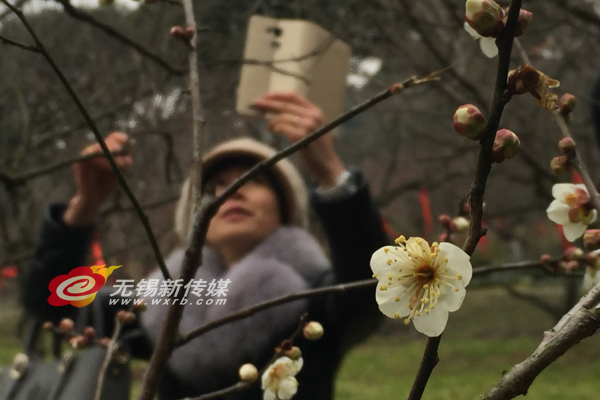 Sweet smelling plum blossoms spring to life in Wuxi