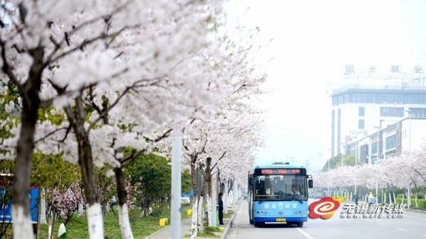 Cherry blossom viewing destinations in Wuxi