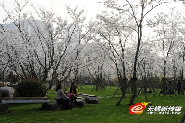 Places to enjoy cherry blossoms in Wuxi