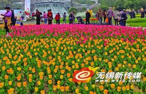 'Flower tours' spur Wuxi’s tourist economy