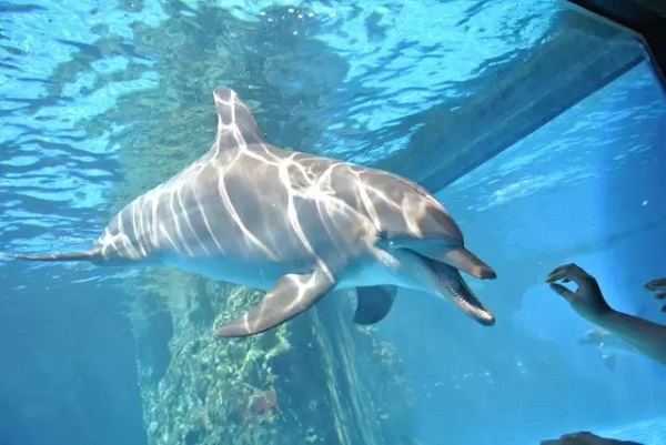 Wuxi to build East China's largest ocean park