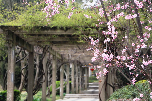 Spring opens Wuxi flowers and scenic spot gates in 2017 cherry blooms festival