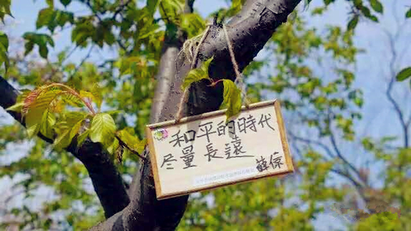 Sino-Japanese cherry plantation of friendship blossoms
