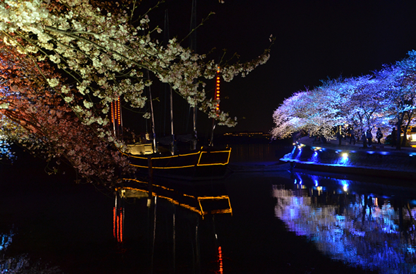 Cherry blossoms dotted with neon lights in Yuantouzhu